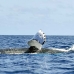 whale_humpback_v_00511_dom2559.jpg